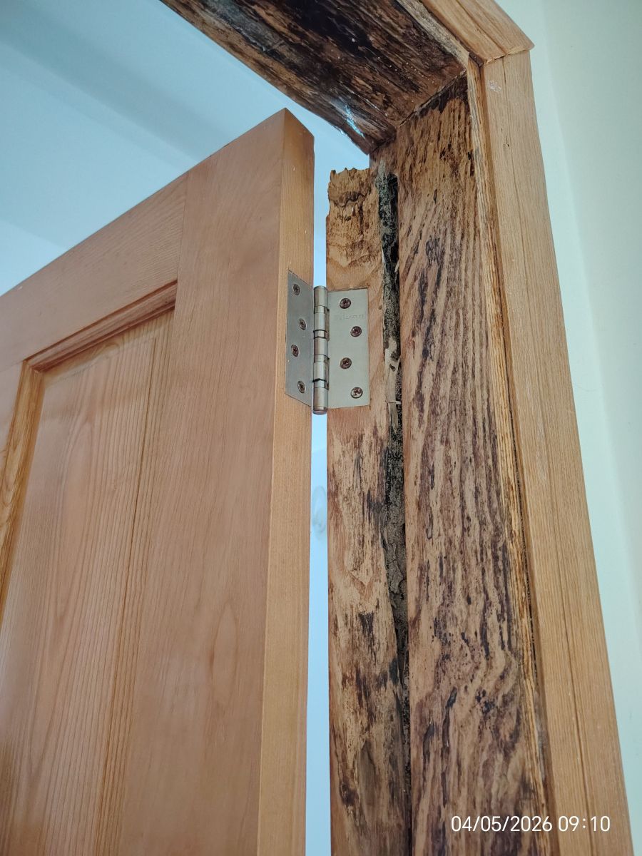 Hình ảnh chụp cận cảnh khunACg bao cửa gỗ tự nhiên tại căn hộ chung cư bị mối mọt ăn rỗng ruột, nứt nẻ và có dấu hiệu sập sệ, xệ cánh