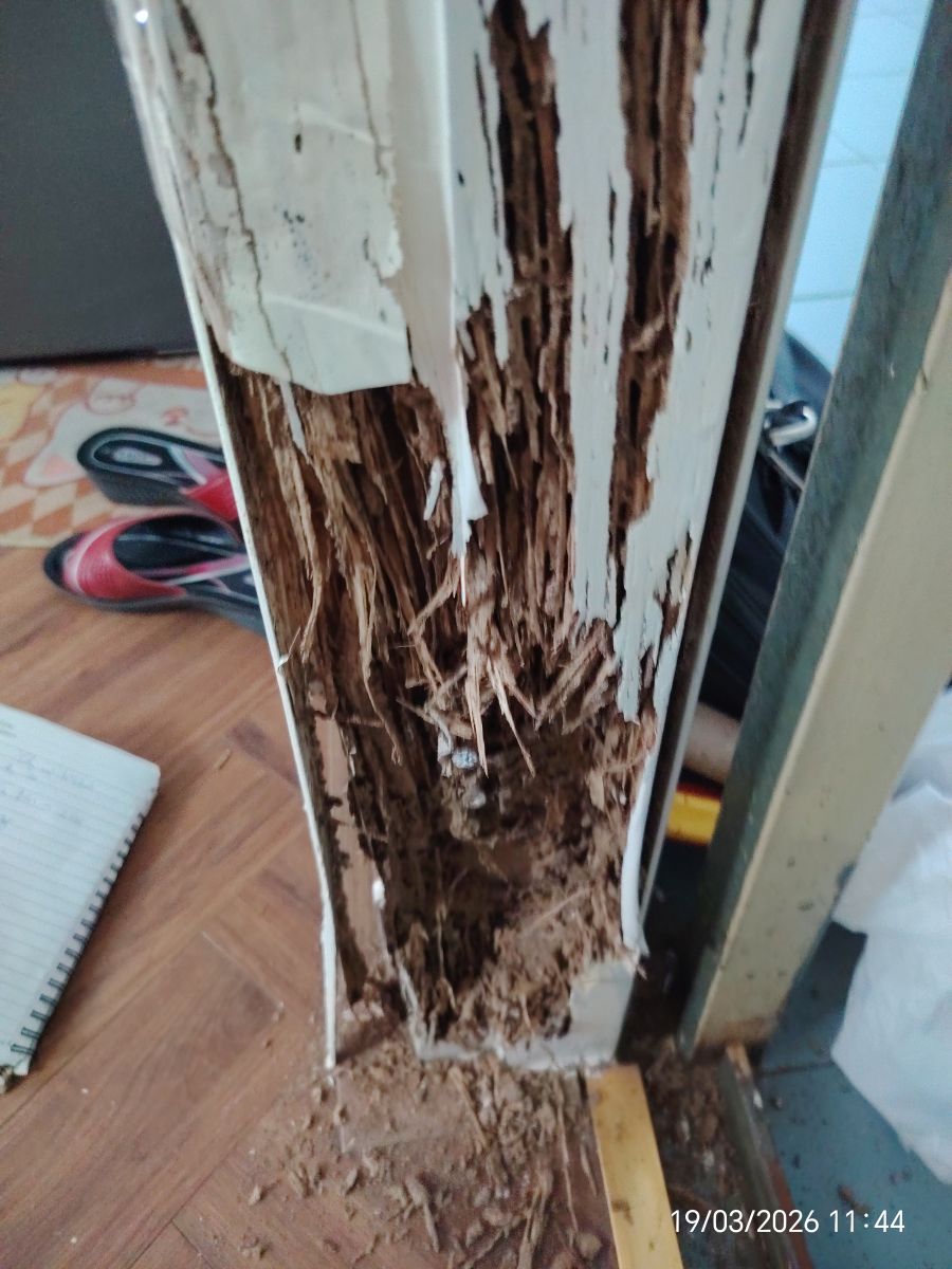 Khung cửa gỗ công nghiệp bị mối mọt ăn mục rỗng bên trong