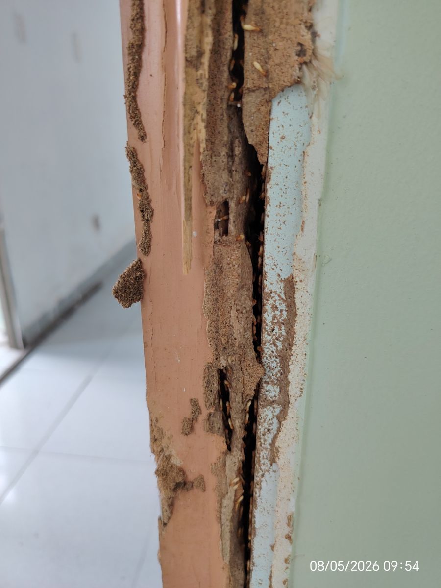 khi có mối mọt gia chủ nên xử lý càng sớm càng tốt để tránh ổ mối lan roonjg gây hư hỏng các vật dụng khác trong nhà